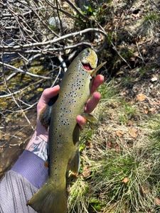 Brown Trout