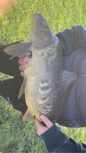 Mirror Carp