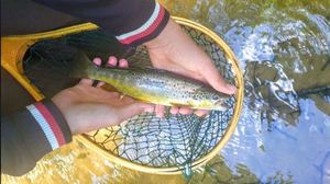 Brown Trout