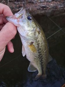 Largemouth Bass