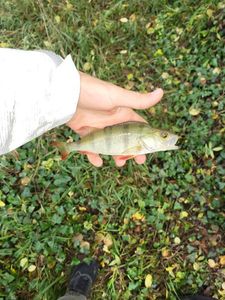 European Perch