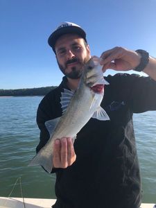 European Bass (Seabass)