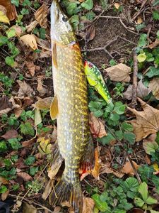Northern Pike