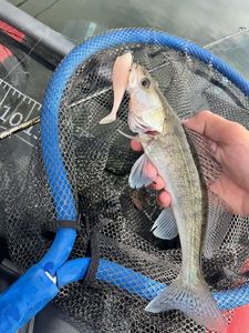 Zander