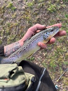 Brown Trout