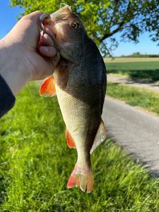 European Perch