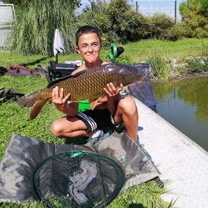 Common Carp