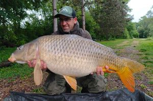 Common Carp