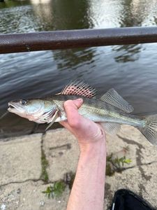 Zander