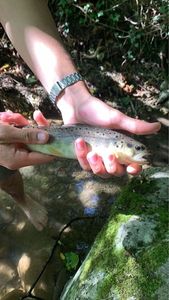 Brown Trout