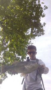 Largemouth Bass