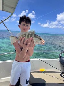 Goliath Grouper