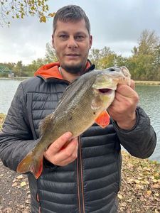 European Perch