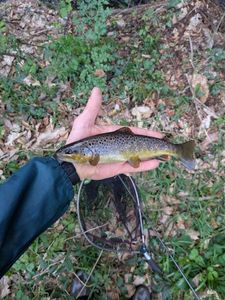 Brown Trout