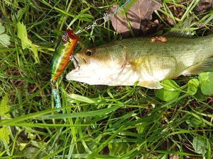 Largemouth Bass