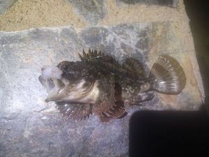 Brown Scorpionfish