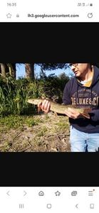 Northern Pike