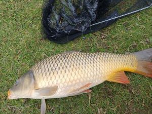 Common Carp