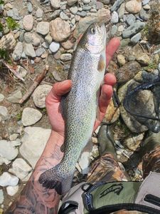 Rainbow Trout