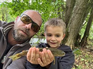 Brown Trout