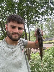 European Perch