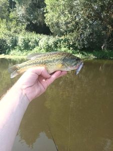 Largemouth Bass