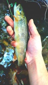 Brown Trout