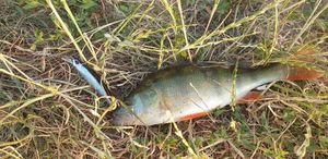 European Perch
