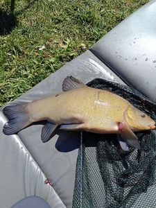 Tench