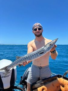 Great Barracuda