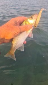European Bass (Seabass)
