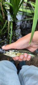 Largemouth Bass