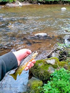 Brown Trout