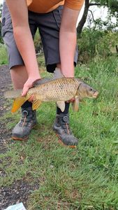 Common Carp