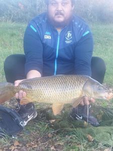 Common Carp