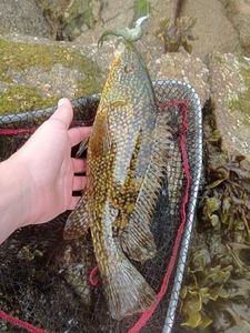 Ballan Wrasse