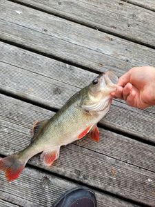 European Perch