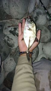 Crevalle Jack