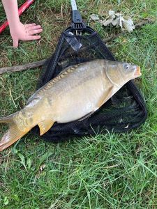 Leather Carp