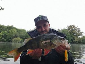 European Perch