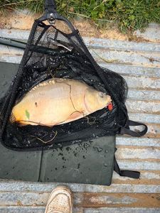 Leather Carp