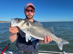 European Bass (Seabass)
