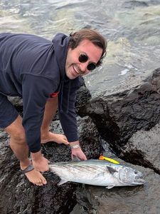 Atlantic Bonito