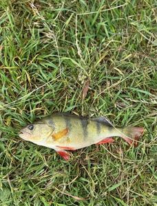European Perch