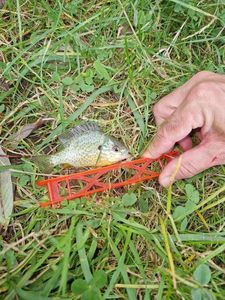 Green Sunfish