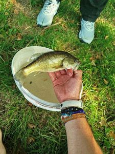 Largemouth Bass