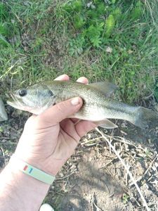 Largemouth Bass