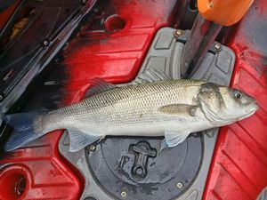 European Bass (Seabass)