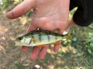 European Perch