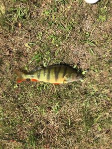 European Perch